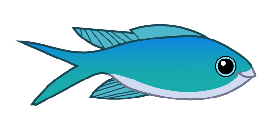 blå chromis
