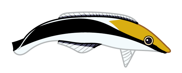 pudsefisk